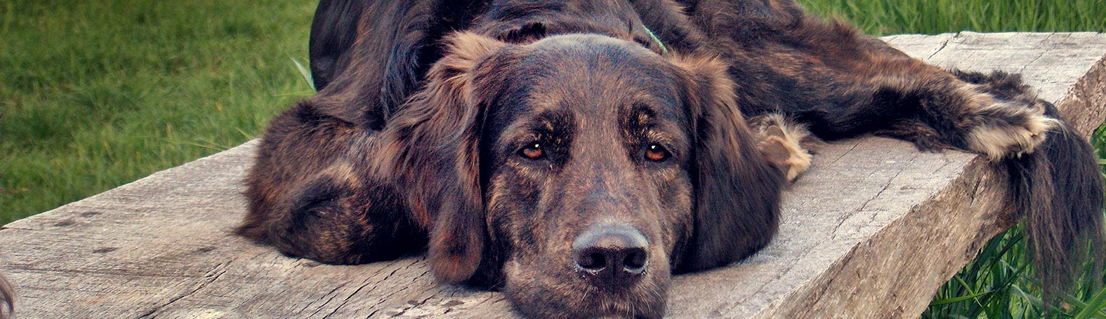 Hundecoaching